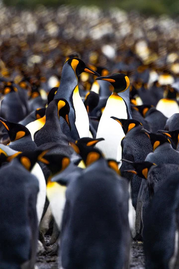 In focus group of Antartic king penguins standing together. The bokeh gradually increases over the thousands of penguins in the background.